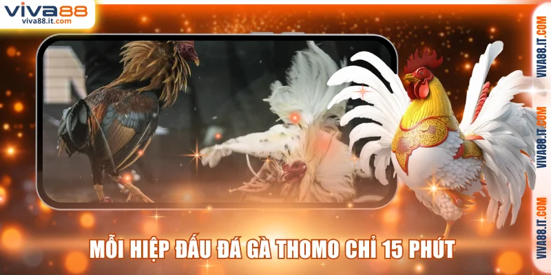 Mỗi hiệp đấu đá gà Thomo chỉ 15 phút
