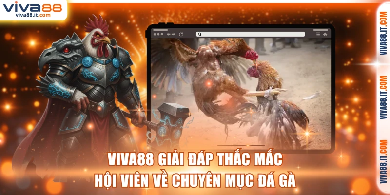 VIVA88 giải đáp thắc mắc hội viên về chuyên mục đá gà